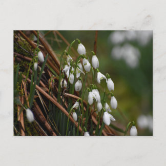 Carte Postale Snowdrops