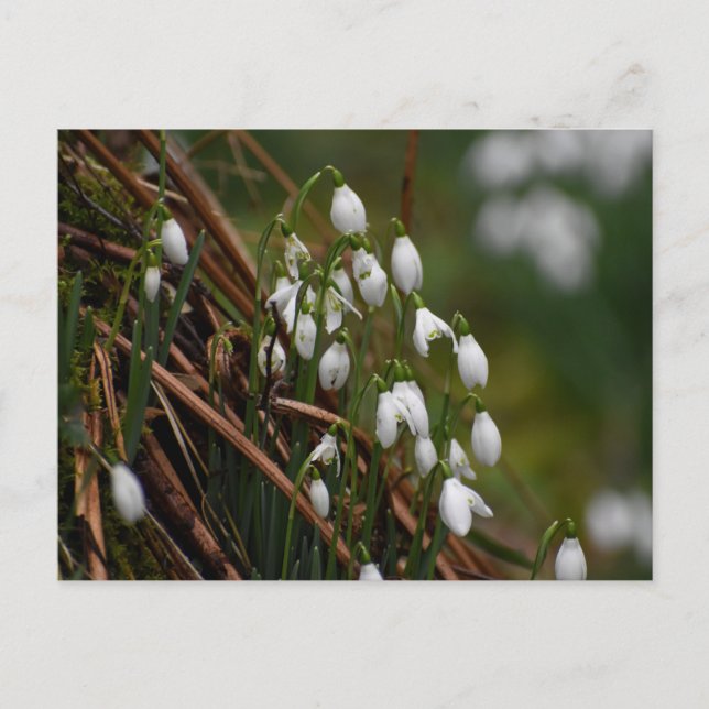Carte Postale Snowdrops (Devant)