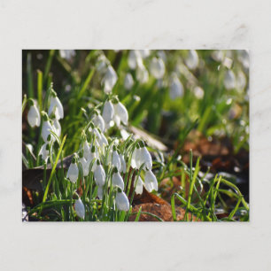 Carte Postale Snowdrops