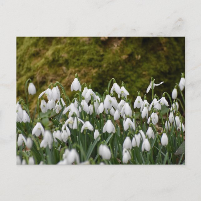 Carte Postale Snowdrops (Devant)