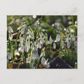 Carte Postale Snowdrops
