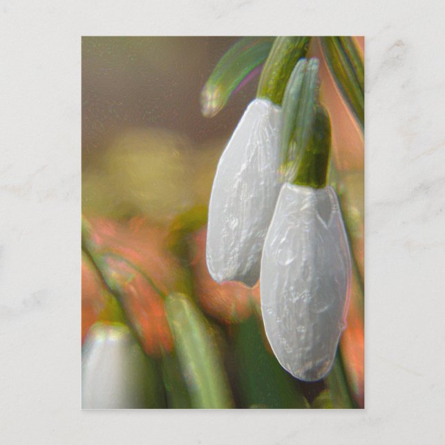 Carte Postale Snowdrops (Devant)
