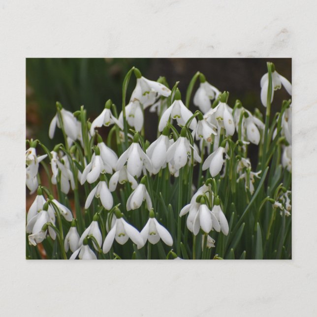 Carte Postale Snowdrops (Devant)