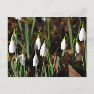 Carte Postale Snowdrops