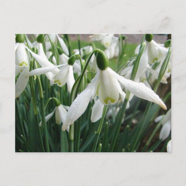 Carte Postale Snowdrops (Devant)