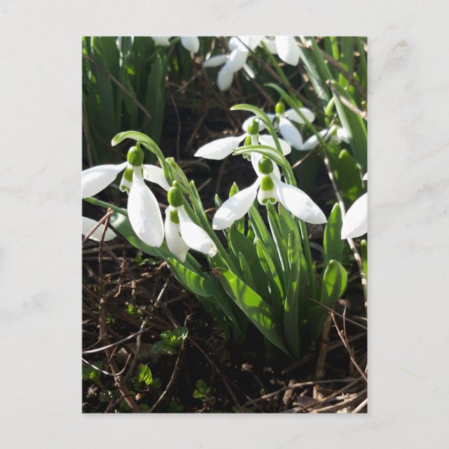 Carte Postale Snowdrops Fleurs de printemps (Devant)