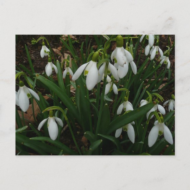 Carte Postale Snowdrops I (Devant)