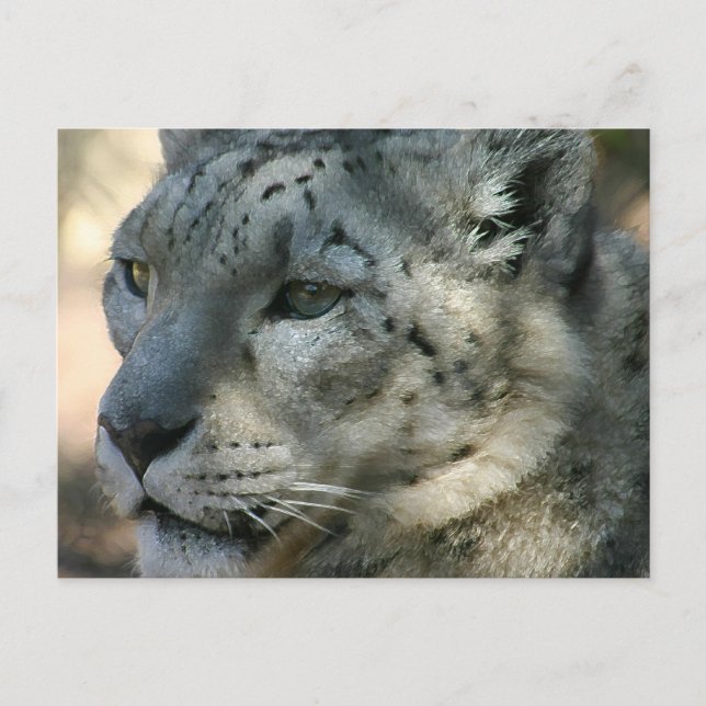Carte Postale snowleopard (Devant)
