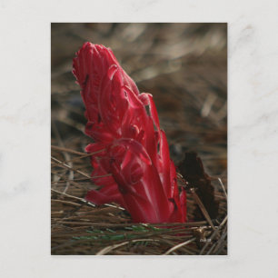 Carte Postale Snowplant