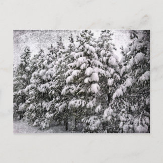 Carte Postale Snowscape noir et blanc, Conifer, CO