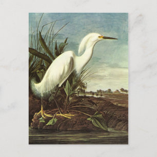 Carte Postale Snowy Egret, John James Audubon