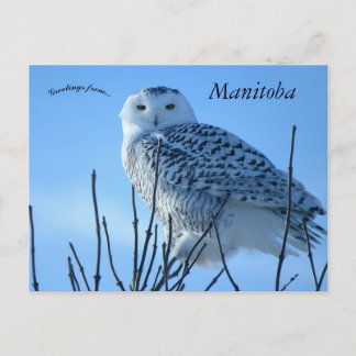 Carte Postale Snowy Owl in Manitoba Canada