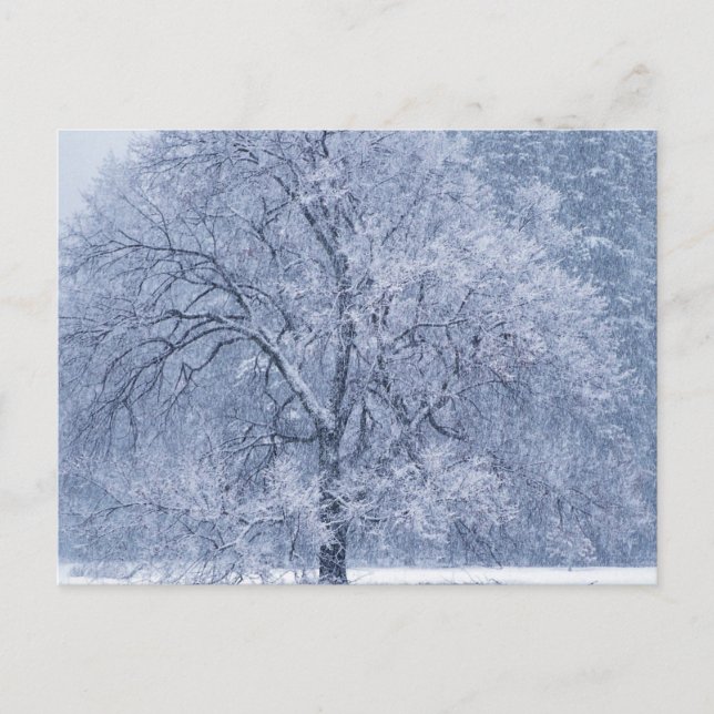 Carte Postale Snowy Tree hiver Scene gelée (Devant)