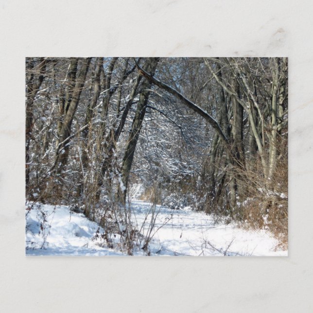 Carte Postale Snowy Woods Postcard (Devant)