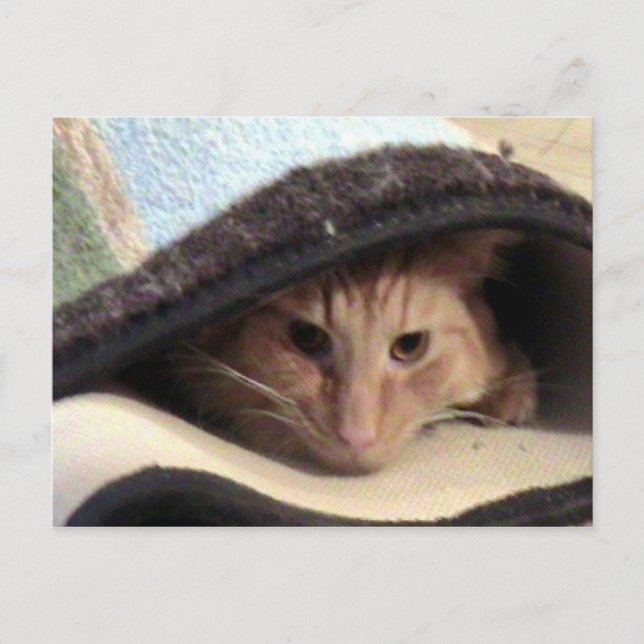 Carte Postale Snug As Bug Postcard (Devant)