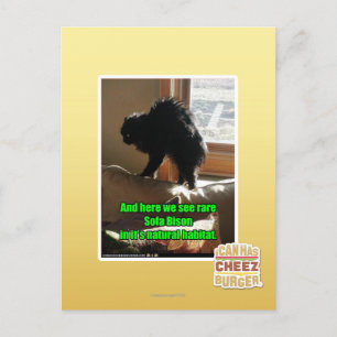 Carte Postale Sofa Bison