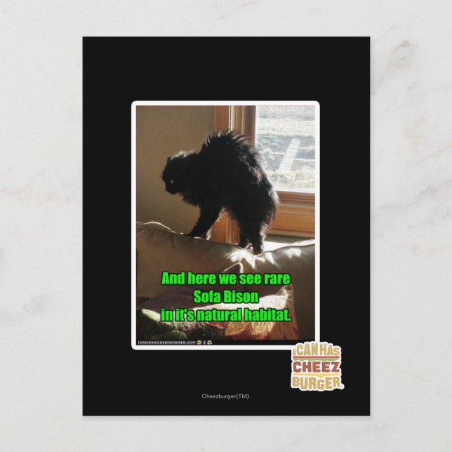 Carte Postale Sofa Bison (Devant)