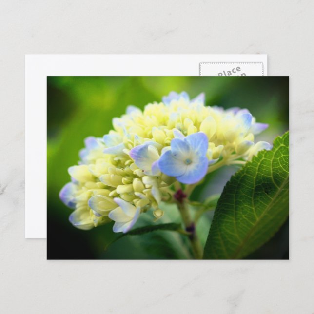 Carte Postale Soft Blue Hydrangea Flower Photography  (Devant / Derrière)