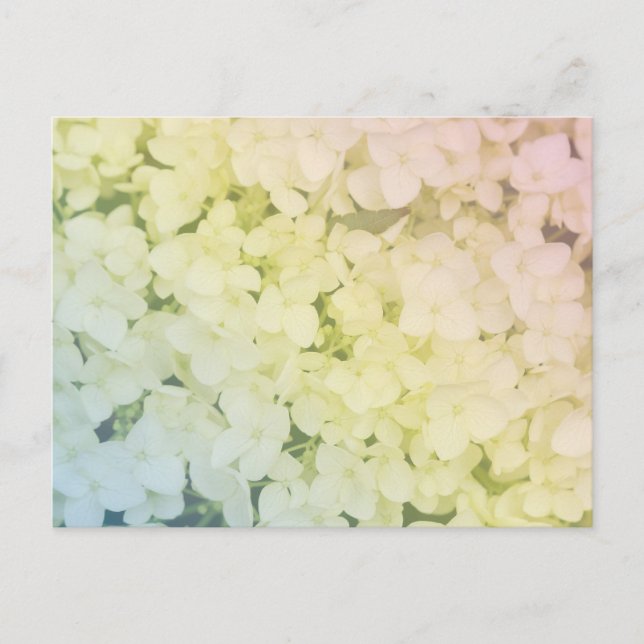 Carte Postale  Soft Pastel Rainbow Hydrangea (Devant)