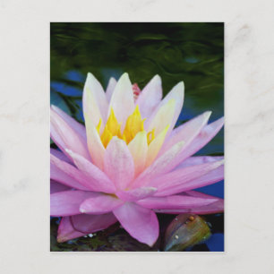 Carte Postale Soft Pink Waterlily
