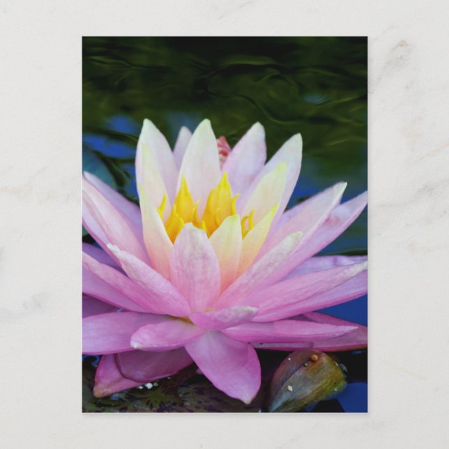 Carte Postale Soft Pink Waterlily (Devant)
