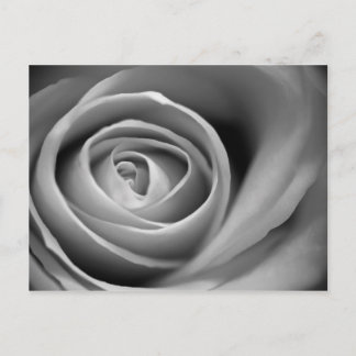 Carte Postale Soft Rose Center - Photographie noir et blanc