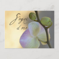 Sogni D'oro (doux rêves) Orchidée