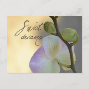 Carte Postale Sogni D'oro (doux rêves) Orchidée