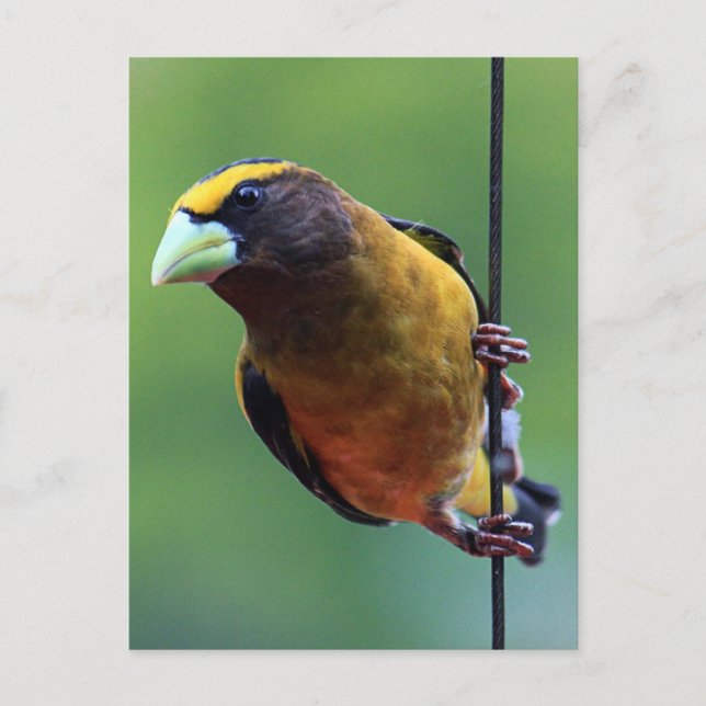 Carte Postale Soirée Grosbeak (Coccothraustes vespertinus) (Devant)