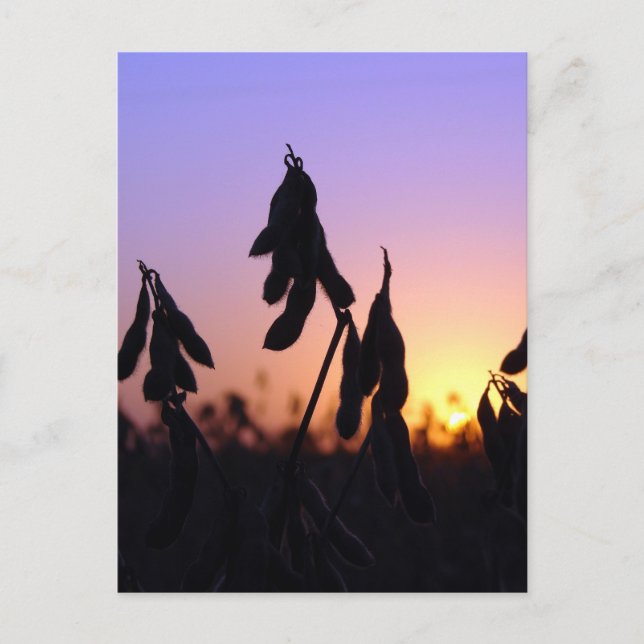 Carte Postale Soja au coucher du soleil (Devant)