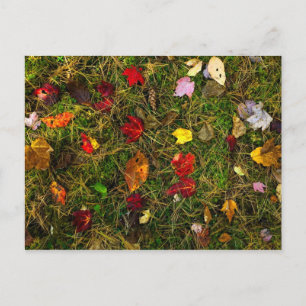 Carte Postale Sol forestier d'automne