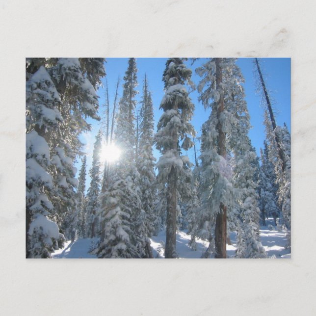 Carte Postale Soleil à travers les arbres en hiver (Devant)