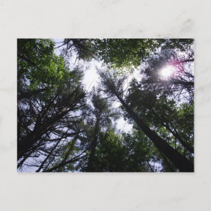 Carte Postale Soleil dans les arbres à Roan Mountain