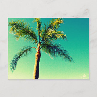 Carte Postale Soleil Floride Palm Tree Sky Picture