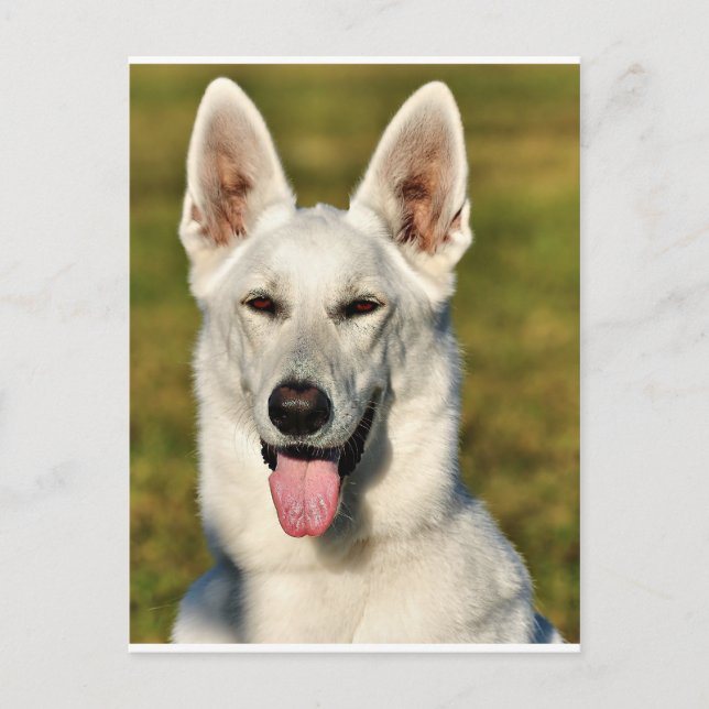 Carte Postale Solitaire comme le loup (Devant)