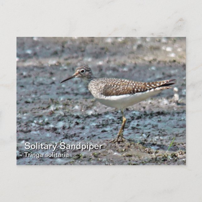 Carte postale Solitaire Sandpier (Devant)