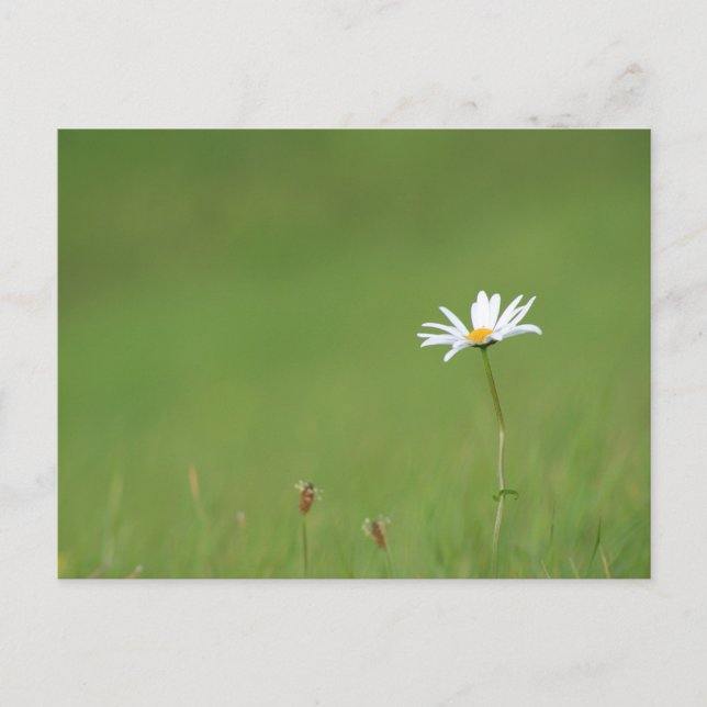 Carte Postale Solo (Devant)