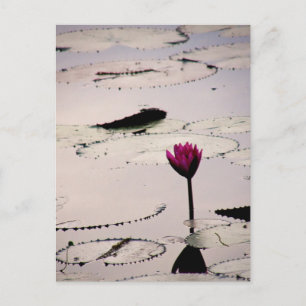 Carte Postale Solo-tus   Cambodge