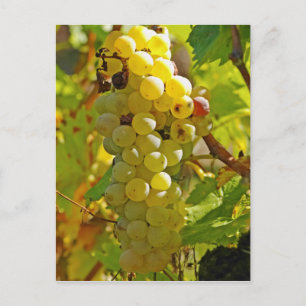 Carte Postale Some Chasselas in the vineyard - planted long