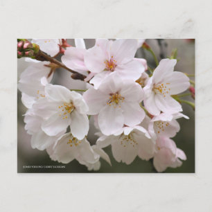 Carte Postale Somei-yoshino : Fleurs de cerises [Carte postale]
