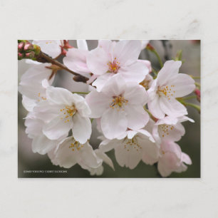 Carte Postale Somei-yoshino : Fleurs de cerises [Carte postale]