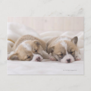 Carte Postale Sommeil de deux corgis de Gallois