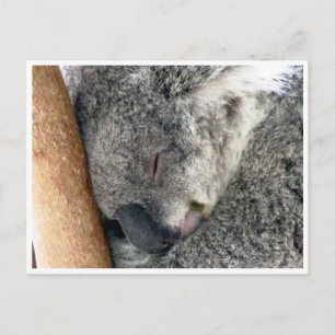 Carte Postale sommeil koala