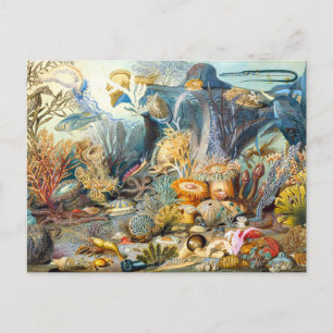 Carte postale Sommerville Ocean Life