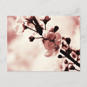 Carte Postale Sommes de cerisier, Planchers de printemps, Nature