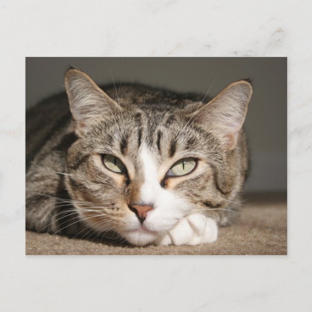 Carte Postale Son nom est l'Asie (Devant)