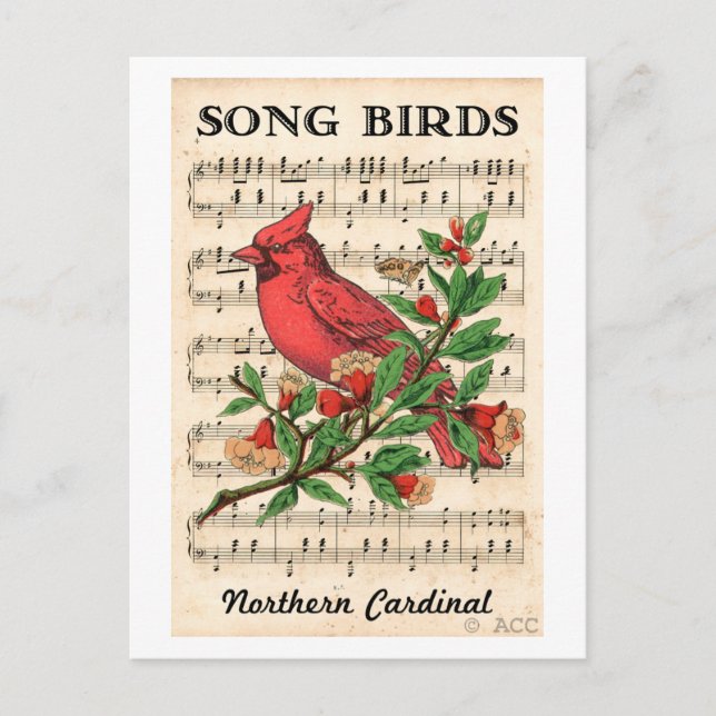 Carte Postale Song Birds Cardinal du Nord (Devant)