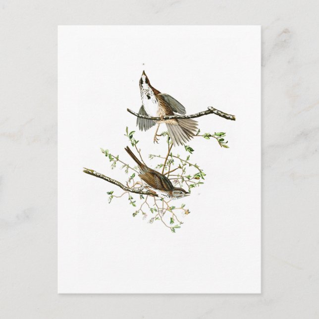 Carte Postale Song Sparrow John James Audubon Oiseaux d'Amérique (Devant)