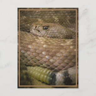 Carte Postale sonnerie