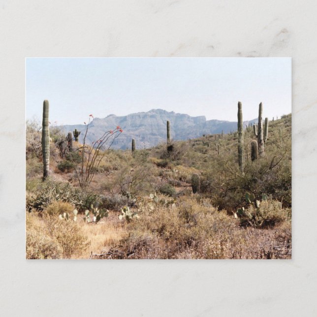 Carte Postale Sonoran Desert Arizona (Devant)